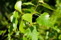 Betula populifolia image