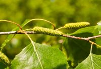 Betula populifolia image