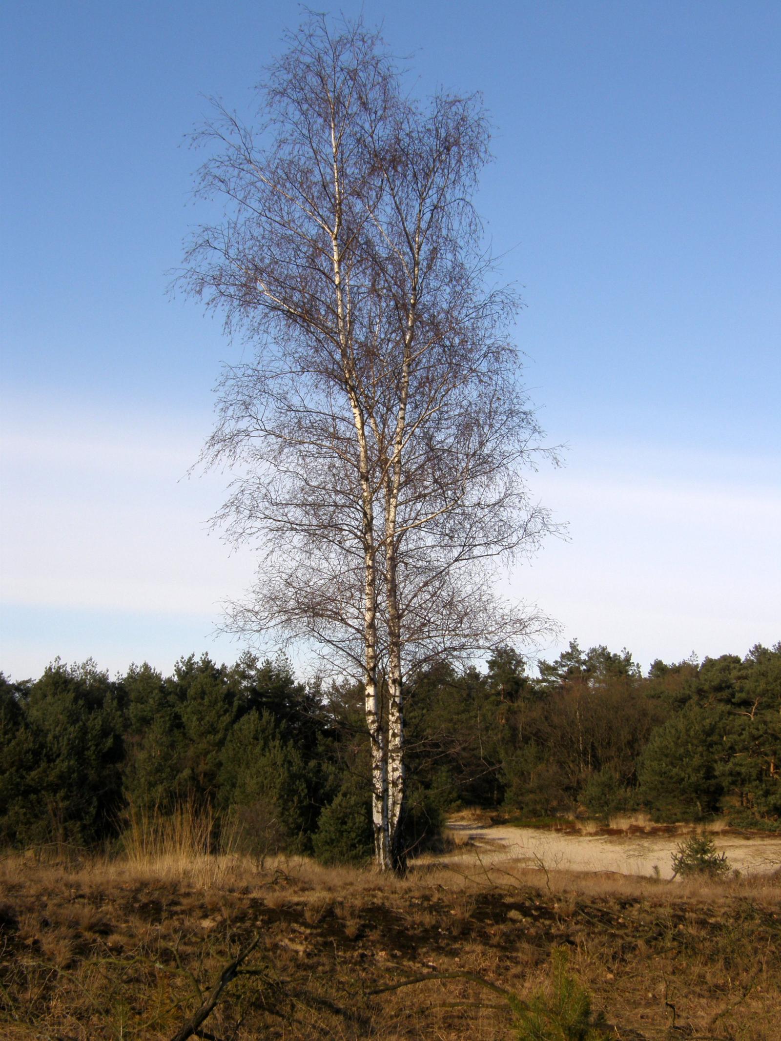 Betula verrucosa image