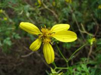 Bidens amplectens image