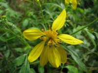 Bidens amplectens image