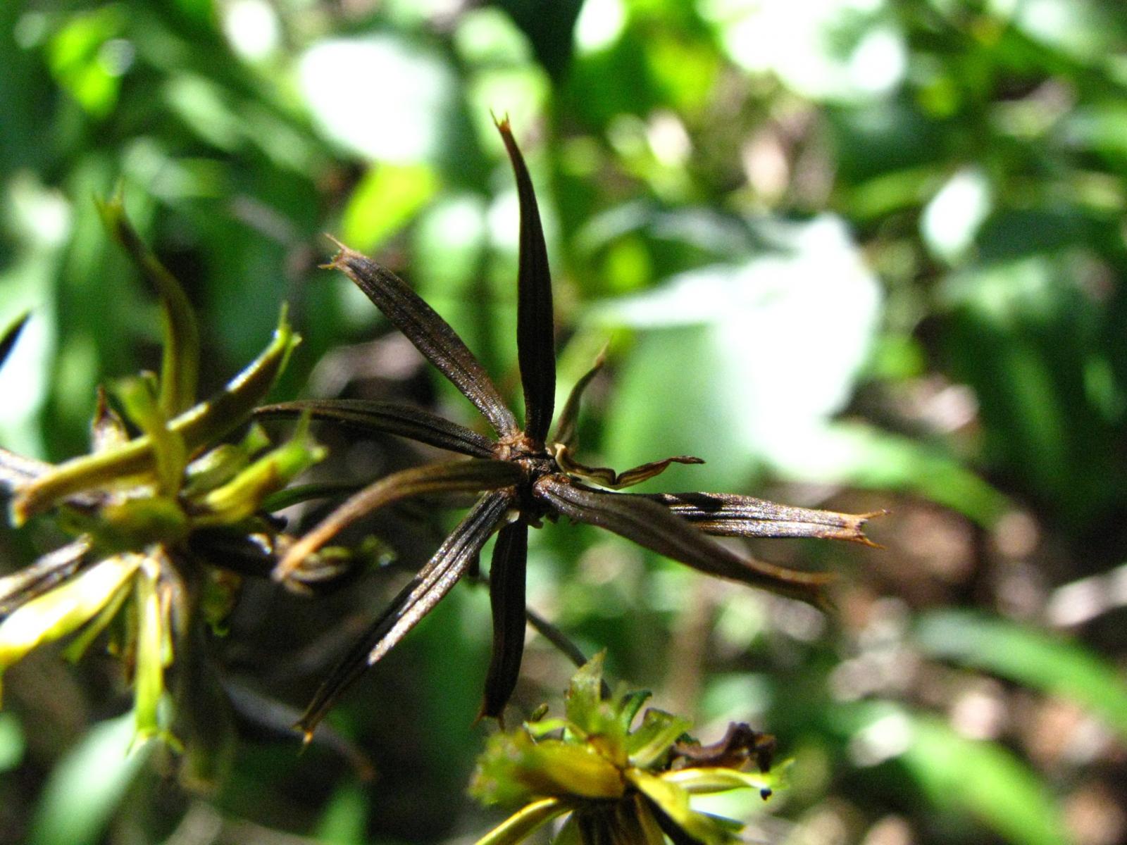 Bidens asymmetrica image