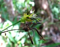 Bidens asymmetrica image