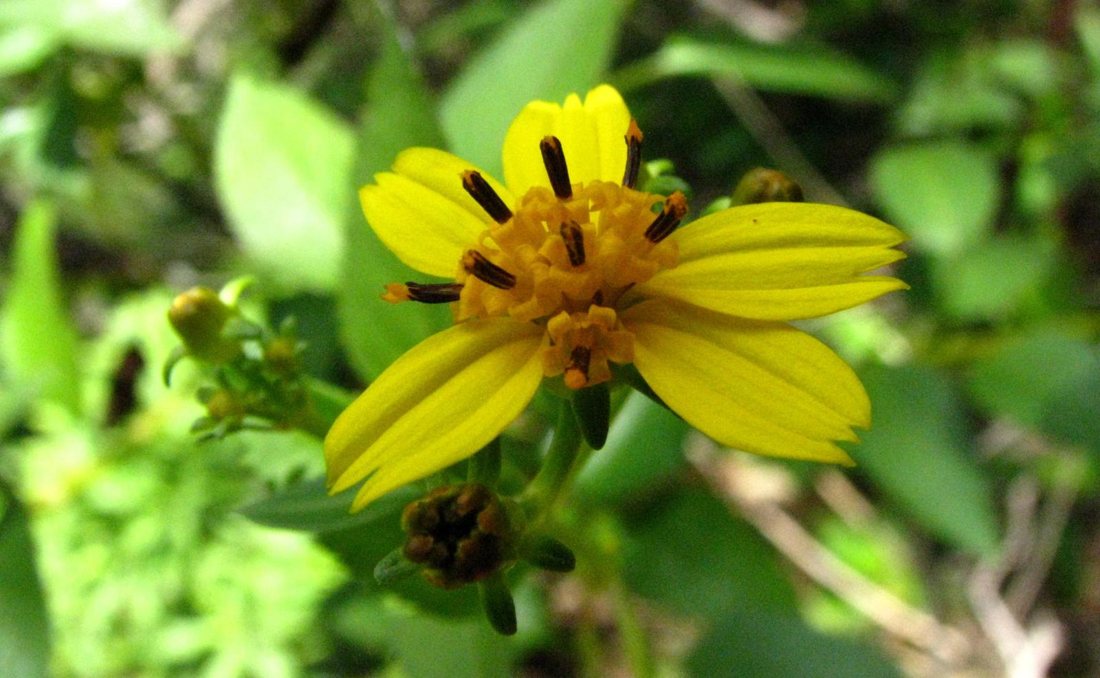 Bidens asymmetrica image