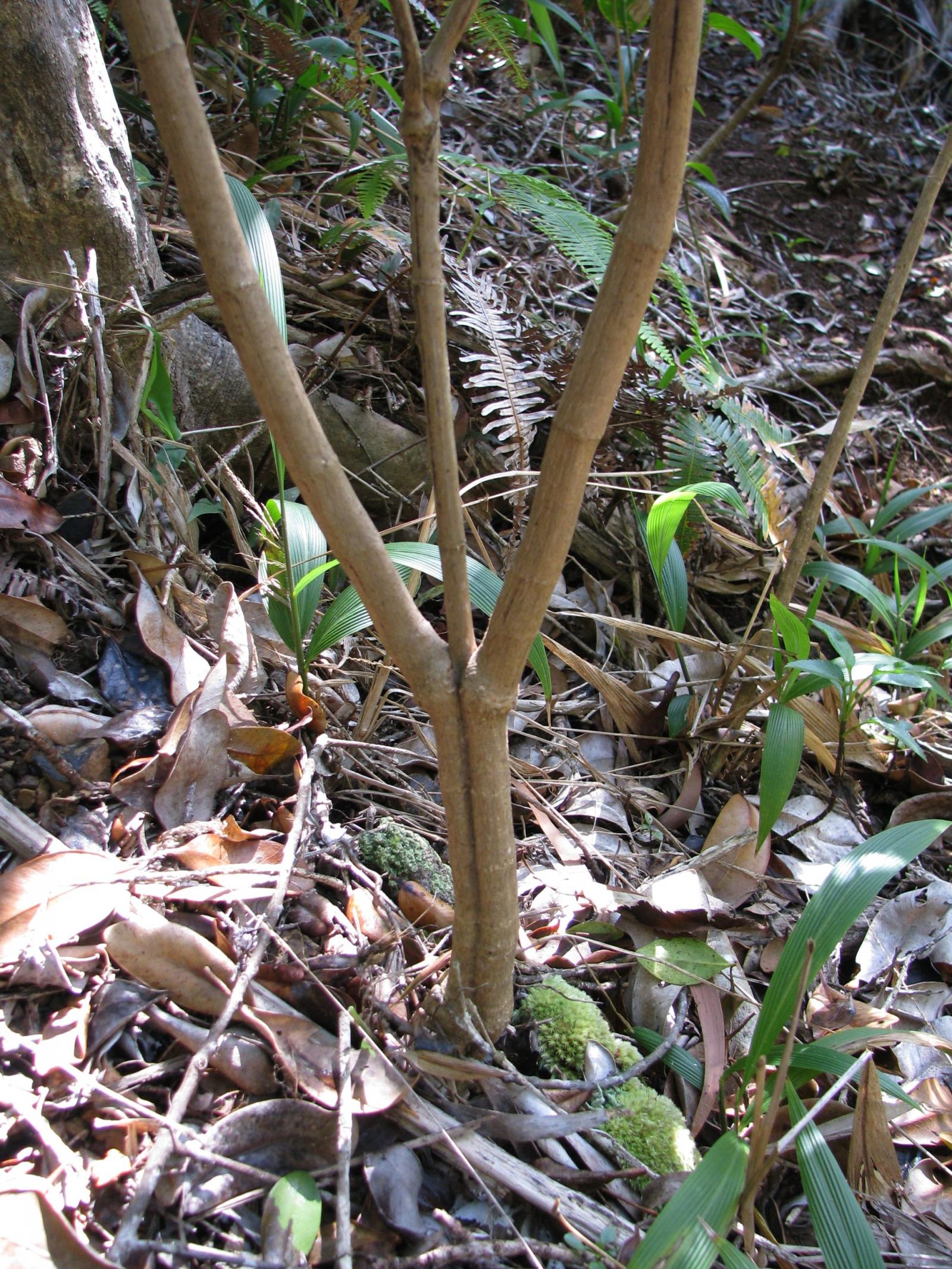 Bidens asymmetrica image