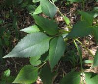 Bidens asymmetrica image