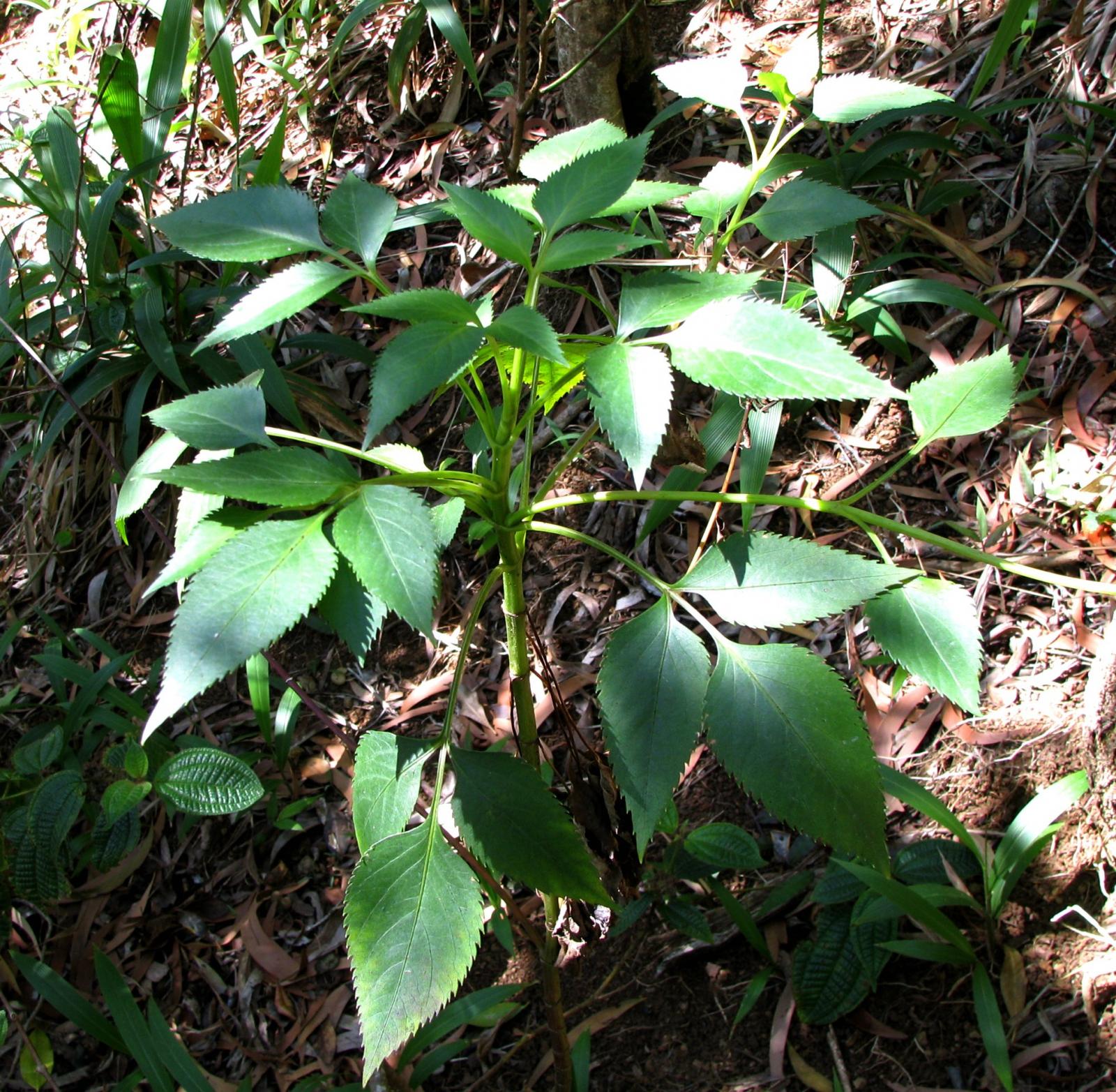 Bidens asymmetrica image