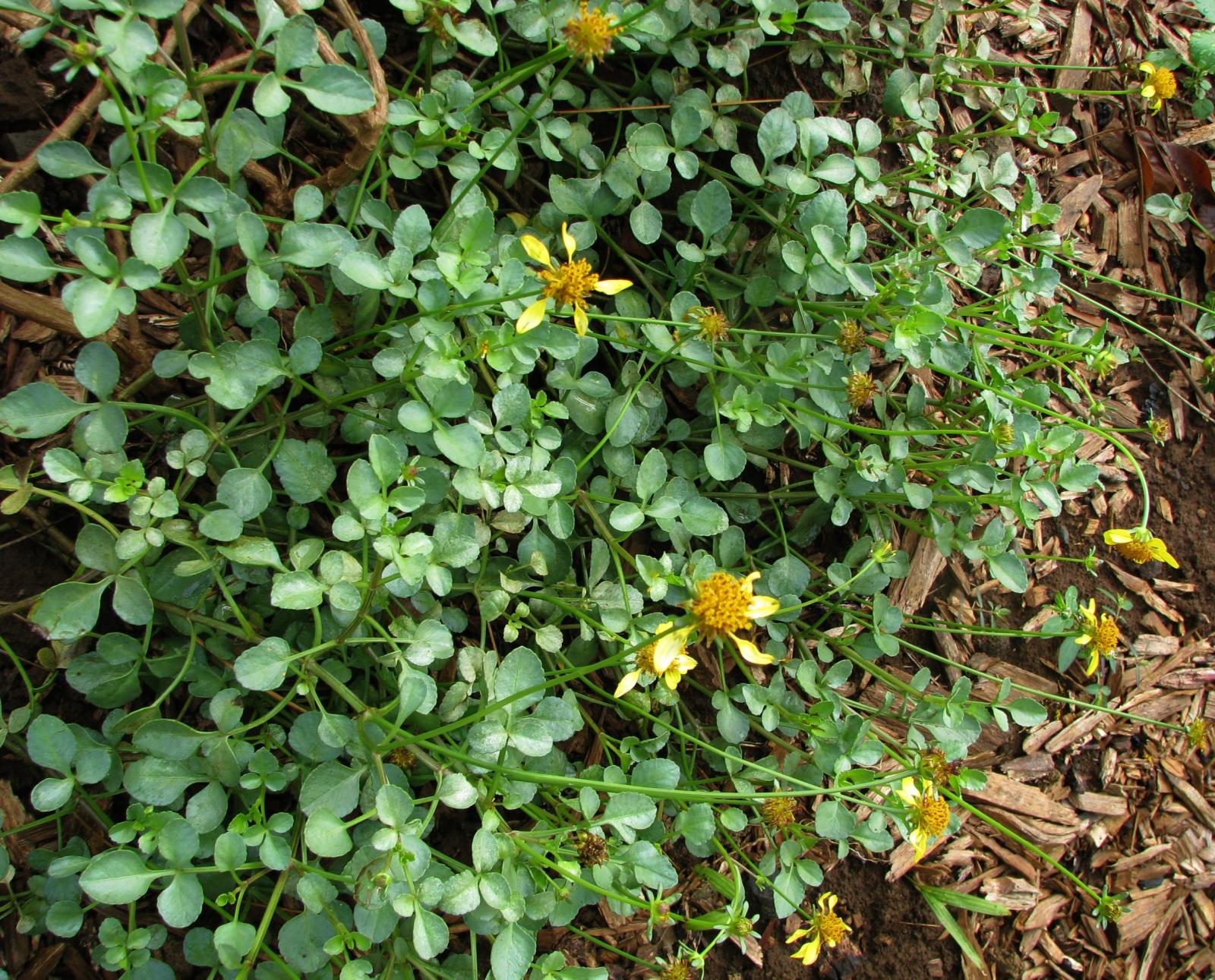 Bidens awaluana image