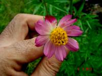 Bidens caudatus image