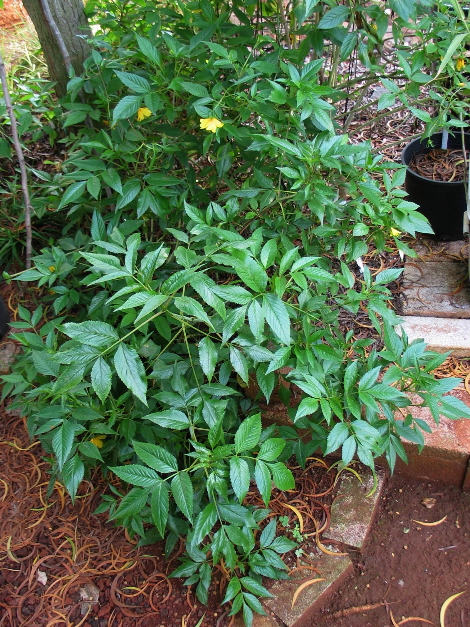 Bidens cosmoides image
