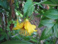 Bidens cosmoides image