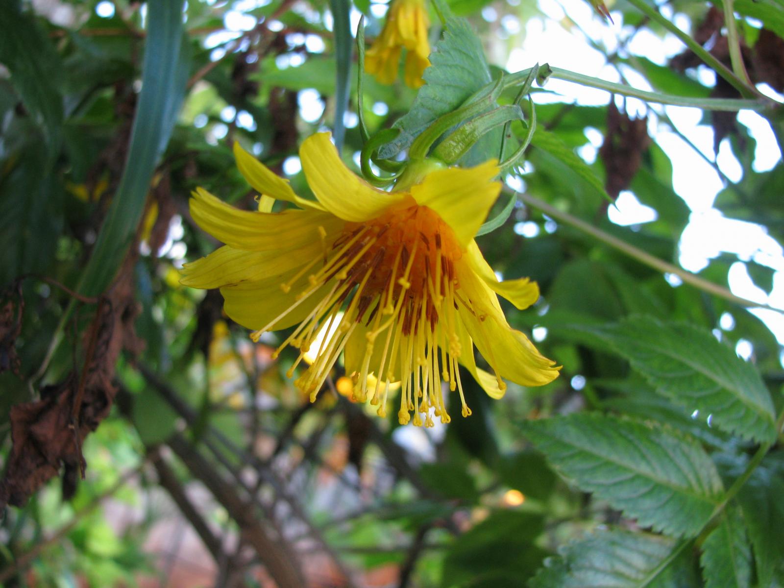 Bidens cosmoides image