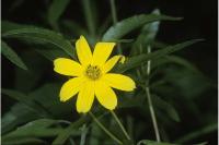 Bidens mitis image