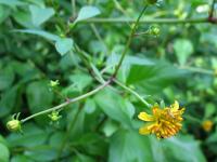 Bidens x magnidisca image