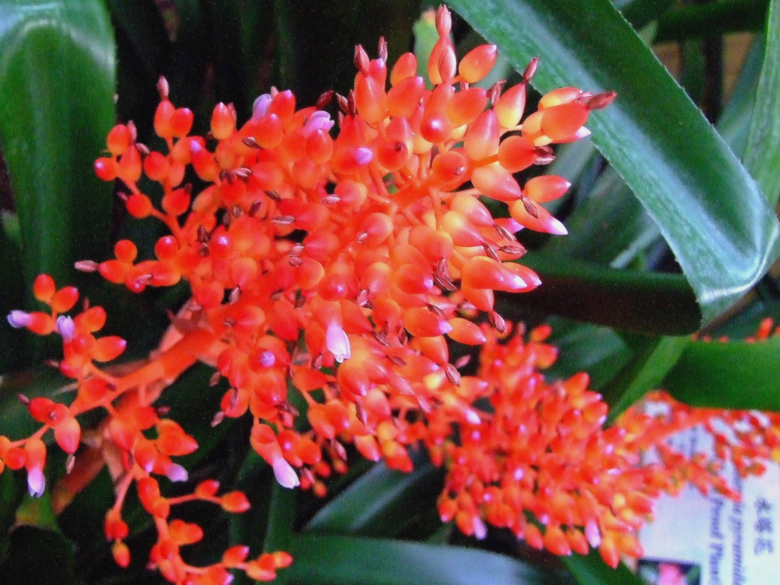 Billbergia pyramidalis image