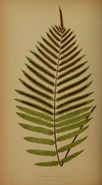 Image of Blechnum serrulatum