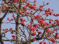 Image of Bombax ceiba