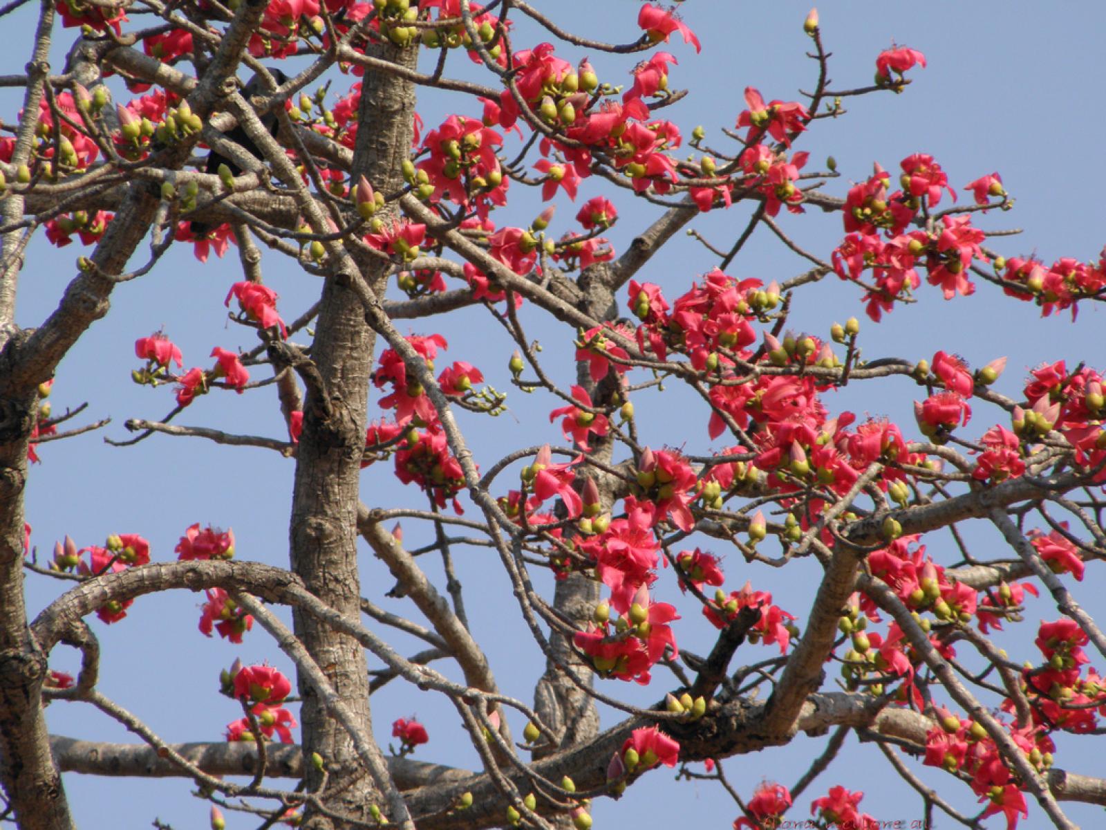 Bombax ceiba image