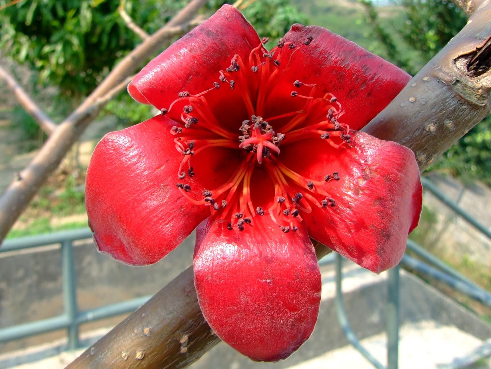 Bombax malabaricum image