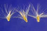 Image of Bothriochloa hassleri