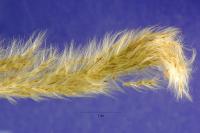 Bothriochloa hassleri image