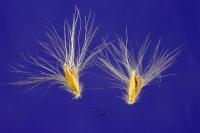 Bothriochloa hassleri image