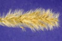 Bothriochloa hassleri image