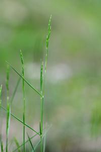 Brachypodium retusum image