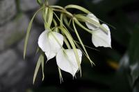 Brassavola nodosa image