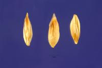 Image of Briza spicata