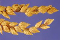 Briza spicata image