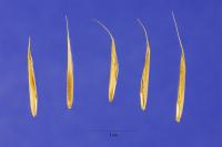Image of Bromus sitchensis
