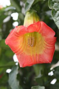 Brugmansia sanguinea image