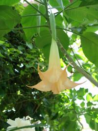 Brugmansia × candida image