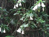 Brugmansia × candida image