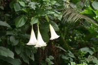 Brugmansia × candida image