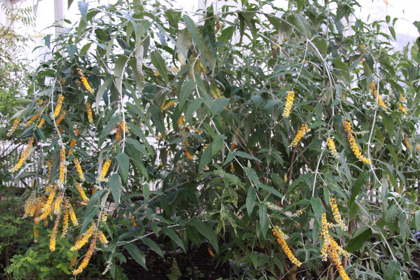 Buddleja asiatica image