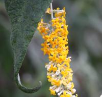 Buddleja asiatica image