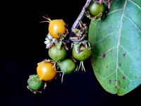 Image of Byrsonima coccolobifolia