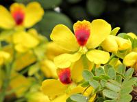 Caesalpinia echinata image