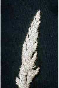 Image of Calamagrostis coarctata
