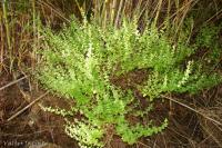 Calamintha nepeta image