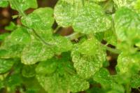 Calamintha nepeta image