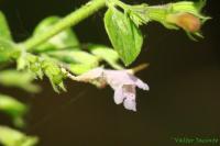 Calamintha nepeta image