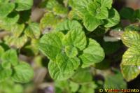 Calamintha nepeta image