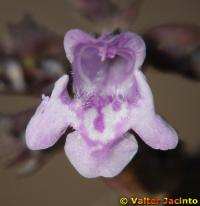 Calamintha nepeta image