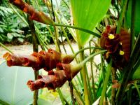 Calathea lutea image