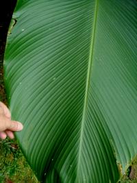 Calathea lutea image