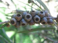 Callistemon sieberi image