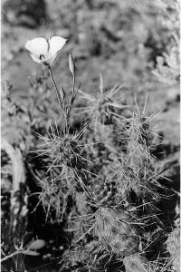 Calochortus rhodothecus image